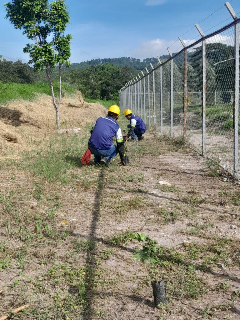 Reforestación en TYPSA, Honduras